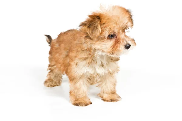 Puppy yorkshire terrier op de witte achtergrond — Stockfoto