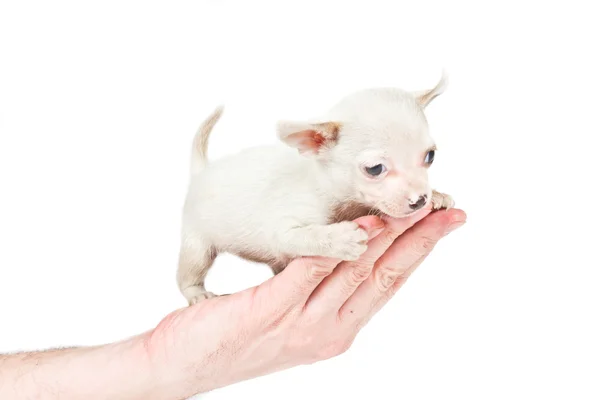 Cachorro chihuahua (3 meses) na frente de um fundo branco — Fotografia de Stock