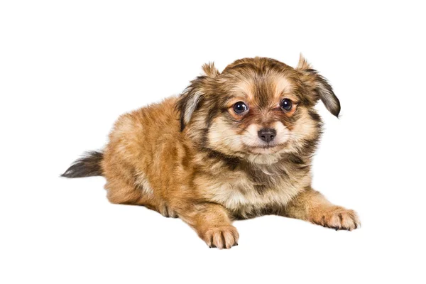 Cachorro Spitz delante de fondo blanco. Pomerania perro isolat —  Fotos de Stock