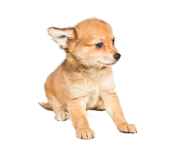 Chihuahua cachorro (3 meses) delante de un fondo blanco — Foto de Stock