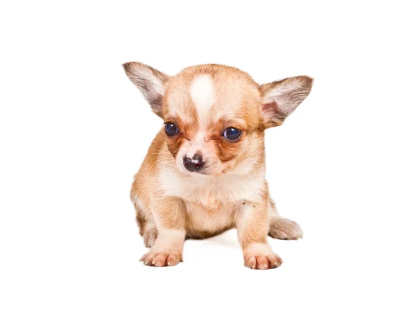 Chihuahua puppy (3 months) in front of a white background — Stock Photo, Image