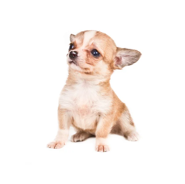 Beyaz arka plan önünde Chihuahua köpek yavrusu (3 ay) — Stok fotoğraf