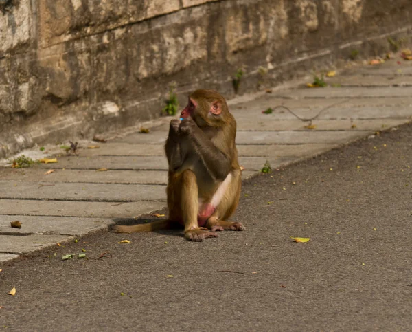 Singe sauvage (Rhesus Macaque) ) — Photo