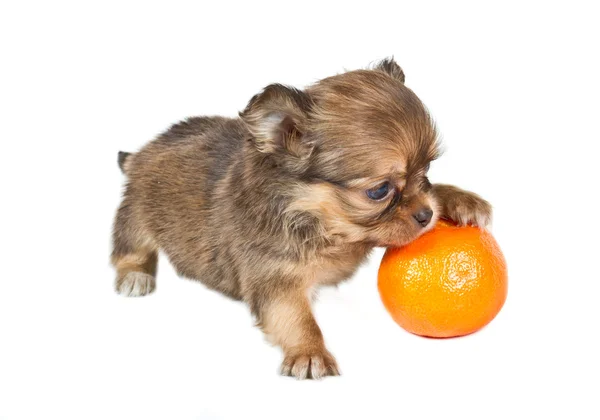 stock image Chihuahua puppy