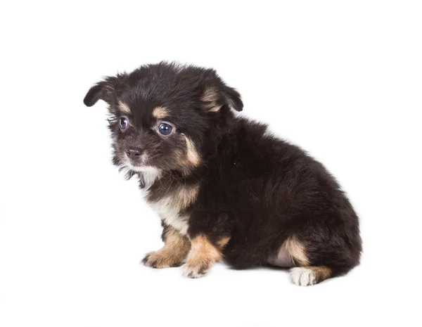 Spitz puppy in front of white background . Pomeranian dog isolat — Stock Photo, Image