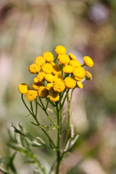 Žluté rostliny tanacetum vulgare na pozadí listu — Stock fotografie