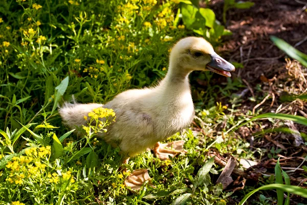 Small duck who discovers life — Stock Photo, Image