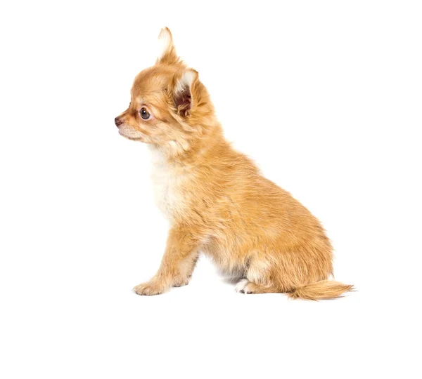 Chihuahua cachorro delante de un fondo blanco —  Fotos de Stock