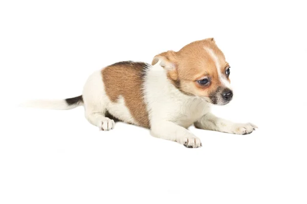 Chihuahua szczeniak przed białym tle — Zdjęcie stockowe