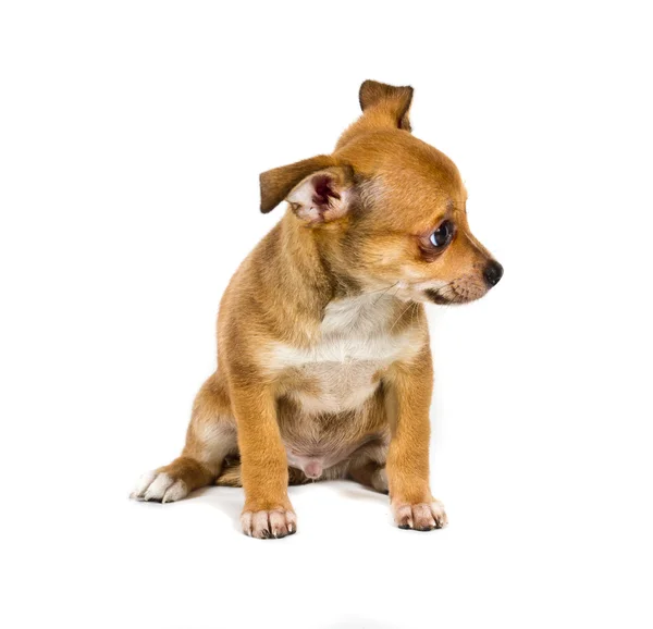 Chihuahua valp framför en vit bakgrund — Stockfoto
