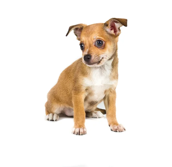 Cachorro chihuahua na frente de um fundo branco — Fotografia de Stock