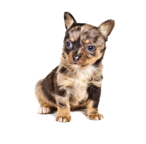 Chihuahua szczeniak przed białym tle — Zdjęcie stockowe