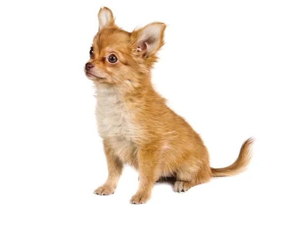 Chihuahua puppy in front of a white background — Stock Photo, Image