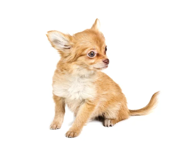 Čivava štěně v přední části bílého pozadí — Stock fotografie