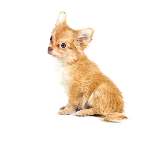 Chihuahua valp framför en vit bakgrund — Stockfoto