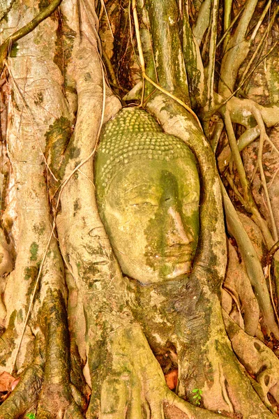 Cabeça de Buda envolta em raízes de árvores no templo de Wat Mahatat i — Fotografia de Stock