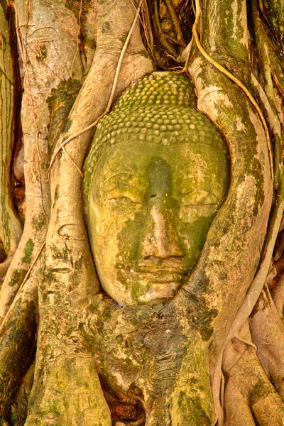 Hlava Buddhy obalená v kořenech stromu v chrámu wat mahatat jsem — Stock fotografie