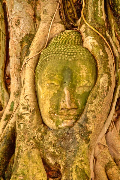 Buddha head encased in tree roots at the temple of Wat Mahatat i — Stock Photo, Image