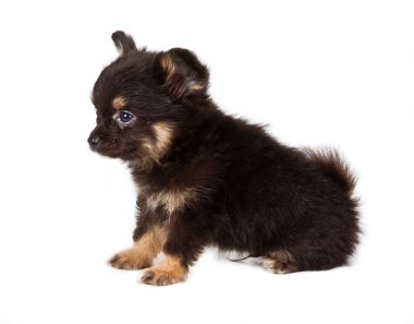 Beyaz arka plan önünde Spitz köpek yavrusu. Pomeranya köpeği isolat