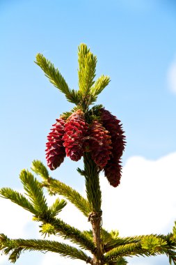 çam kozalakları ile köknar ağacı