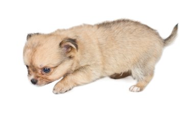 Beyaz arka planda chihuahua köpek yavrusu