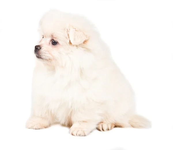 Pomerániai Spitz kiskutya fehér alapon — Stock Fotó