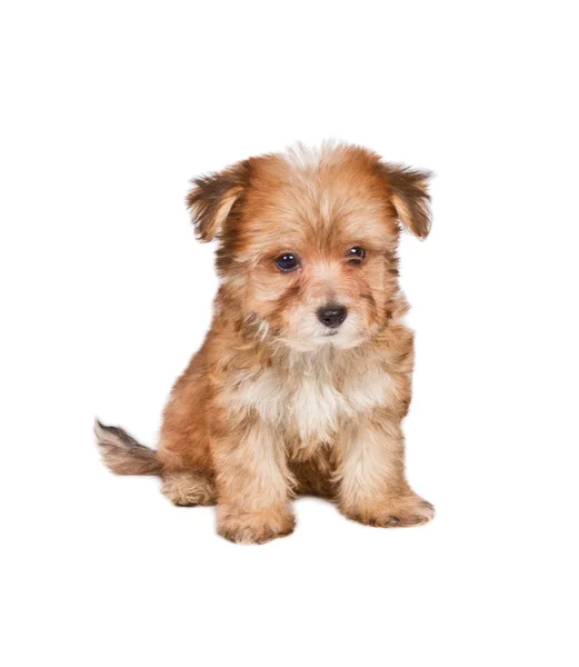 Puppy yorkshire terrier op de witte achtergrond — Stockfoto