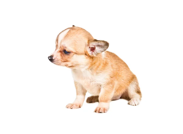 Chihuahua cachorro (3 meses) delante de un fondo blanco — Foto de Stock