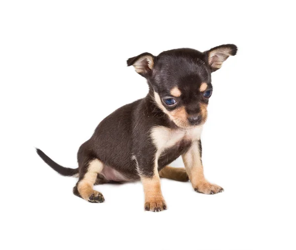 Chihuahua kölyök — Stock Fotó