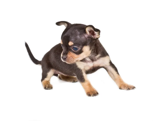 Chihuahua-Welpe — Stockfoto