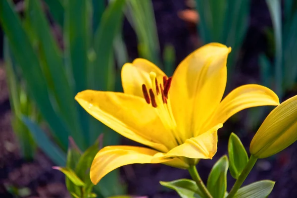 Extreme close-up op gele lilly — Stockfoto