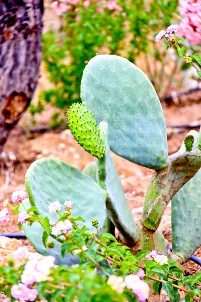Bir alandaki inciri kaktüs bitki — Stok fotoğraf