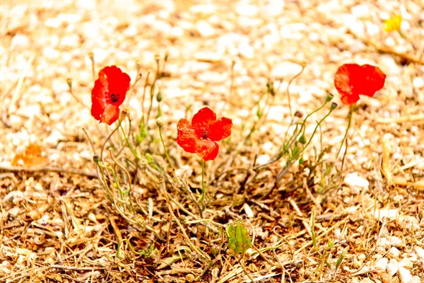 Summer landscape, wild poppy flowers field. — Stock Photo, Image