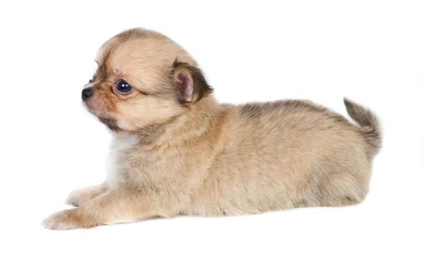 Chihuahua щенок на белом фоне — стоковое фото