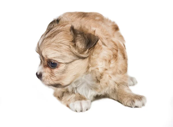 Chihuahua filhote de cachorro no fundo branco — Fotografia de Stock