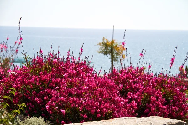 Bel giardino con fiori e prato verde — Foto Stock