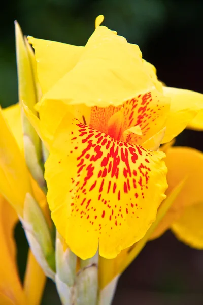 Iris jaunes dans le jardin — Photo