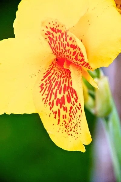 Yellow irises in the garden — Stock Photo, Image