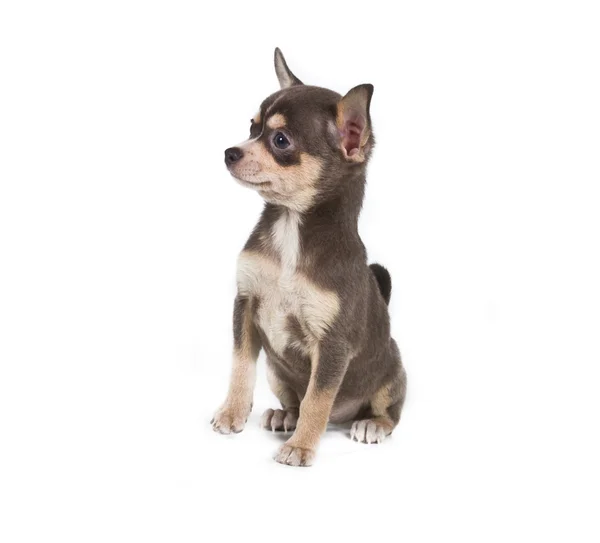Chocolate e cachorro Chihuahua branco, 8 semanas, de pé em fr Fotos De Bancos De Imagens