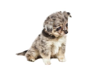 Beyaz arka plan önünde Spitz köpek yavrusu. Pomeranya köpeği isolat