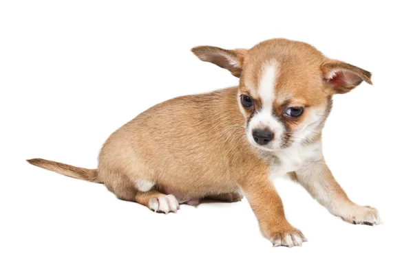 Chihuahua κουτάβι μπροστά από το λευκό φόντο — Φωτογραφία Αρχείου
