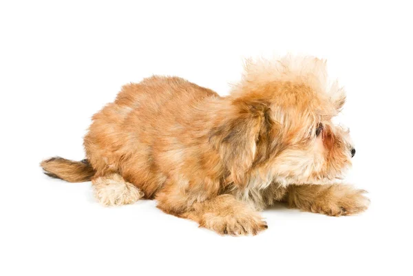 Puppy yorkshire terrier op de witte achtergrond — Stockfoto