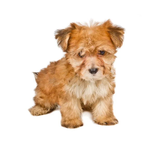 Cucciolo yorkshire terrier sullo sfondo bianco — Foto Stock