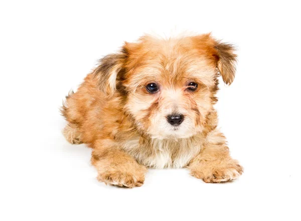 Puppy yorkshire terrier op de witte achtergrond — Stockfoto