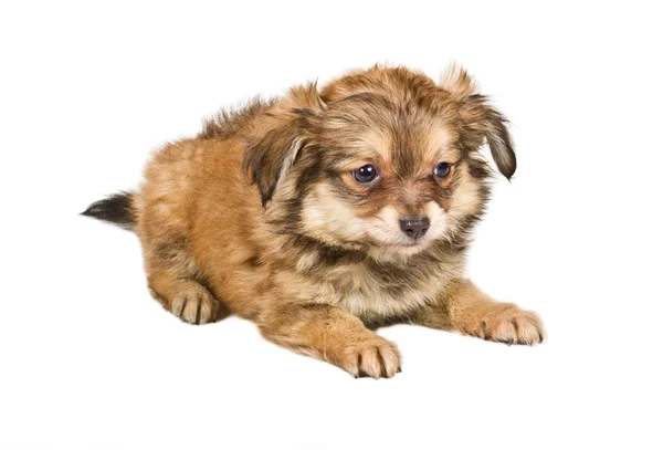Spitzwelpe vor weißem Hintergrund. Pommerscher Hundeisolat — Stockfoto