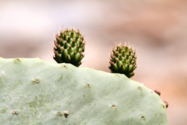 opuntia kaktüsler yakın çekim