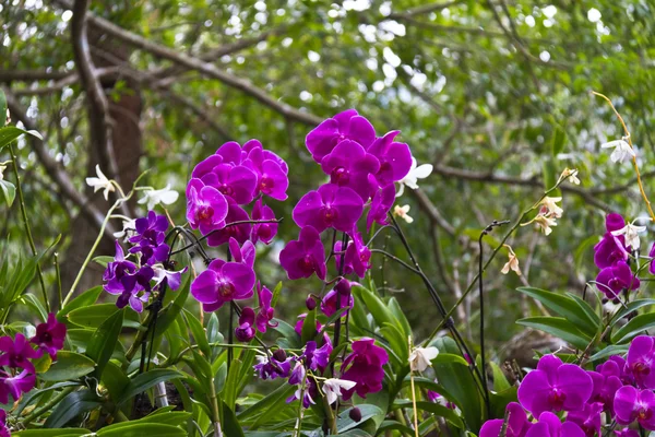 Hermosa orquídea - phalaenopsis —  Fotos de Stock