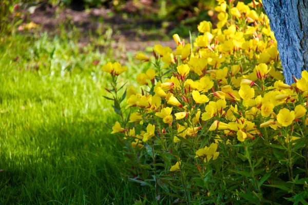 Little campanula flowers — Stock Photo, Image