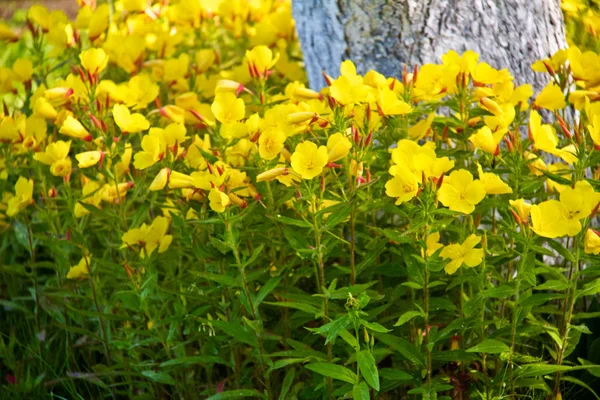 Μικρά λουλούδια campanula — Φωτογραφία Αρχείου