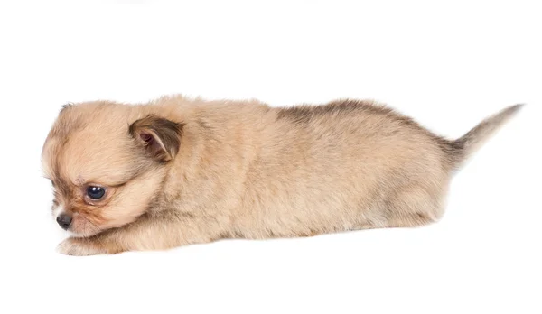 チワワ子犬の白い背景 — ストック写真